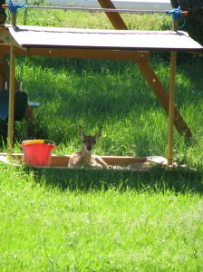 Enticing cool shade for entertainment
