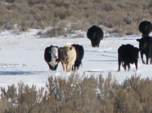 Cattle drive with kids