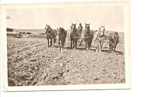 Horses Farming 1900