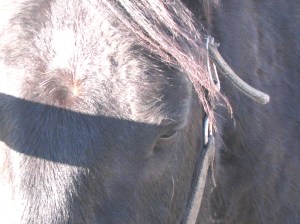 On your way to Yellowstone Park