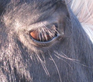 My kid's Yellowstone pony My kid's Yellowstone pony