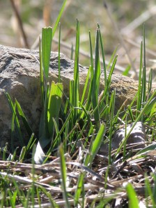 Stories of Sprintime in Wyoming