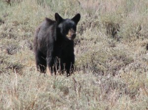 Beating the heat in Yellowstone Park