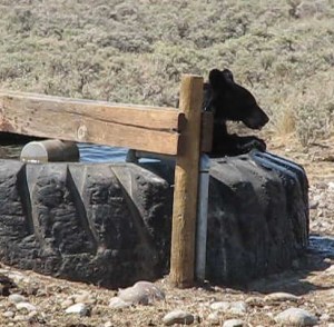 Yellowstone's Black Bear Habitat