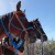 Alert horses