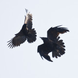 The Hunter or The Hunted?